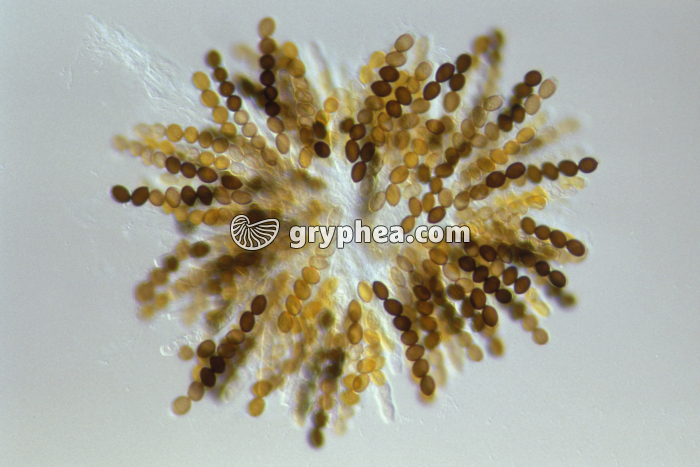 Sordaria - asques étalés avec ascospores x 40 - gryphea.com